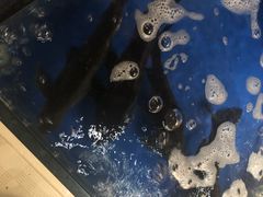 -姜君·千岛湖鱼头馆(浦东大道店)