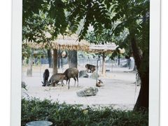 -广州动物园