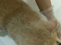 -宠爱国际动物医院· 猫科· 外科·中兽医(长白店)