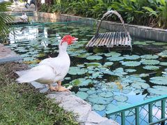 -三亚亚龙湾天域度假酒店