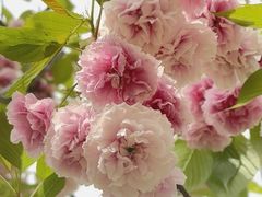 -新虹桥中心花园