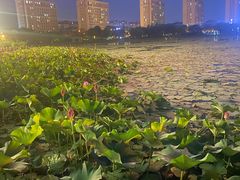 -海天湖公园
