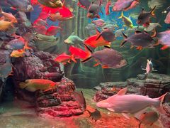 -上海海洋水族馆