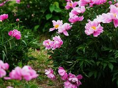 -扬州大运河文化旅游度假区·盆景园