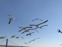-星海湾跨海大桥