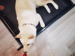 -柴迷FANS CLUB·柴犬狗咖·猫咖