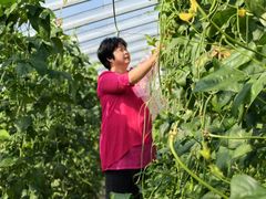 -庞各庄翠芳园西瓜蔬菜基地采摘园