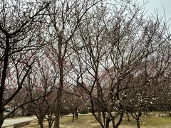 -香雪海