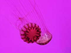 -沈阳海洋探索中心