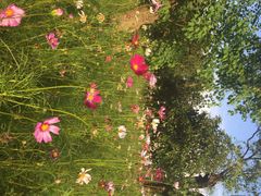 瑶湖郊野森林公园-瑶湖郊野森林公园