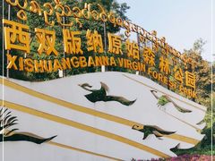 -西双版纳原始森林公园