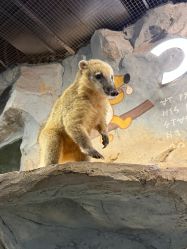 点击看大图 -Zoolung Zoolung动物主题公园(海信广场店)