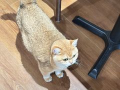 -有猫主题·治愈系猫咖(曾厝垵店)