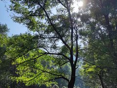 -长白岛森林公园