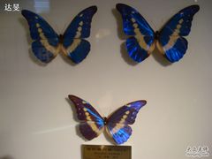 蝴蝶标本-上海昆虫博物馆