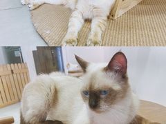 -Heymao猫咖.咖啡厅(东门店)