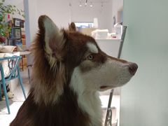 -Husky Go!哈士奇体验馆·宠物咖啡厅狗咖