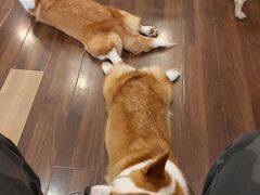 -柯斗斗主题餐厅·狗咖·围炉煮茶·茶饮(国瑞升平里店)