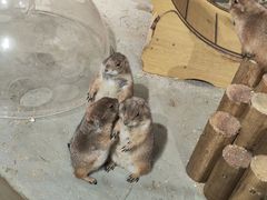 -正佳雨林生态植物园