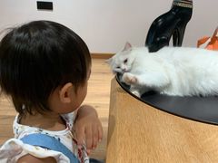 -瞄一喵猫咖(格力海岸店)