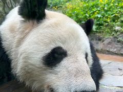 -都江堰中华大熊猫苑