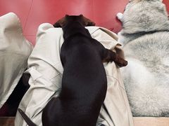 -和它·交个朋友·狗咖猫咖(爱琴海店)