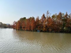 -上海长兴岛郊野公园