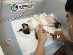 -宠福鑫动物医院·动物疾病诊疗中心(天通苑店)