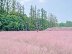 -嘉北郊野公园
