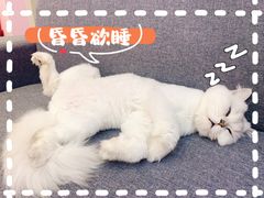 -爪爪喵星球·猫舍(前海卓越店)