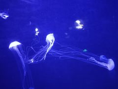 -青岛海底世界-水族馆