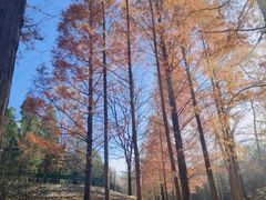 -白水寺森林公园