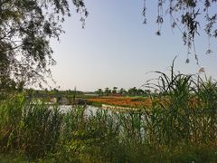-洪湖湿地生态园