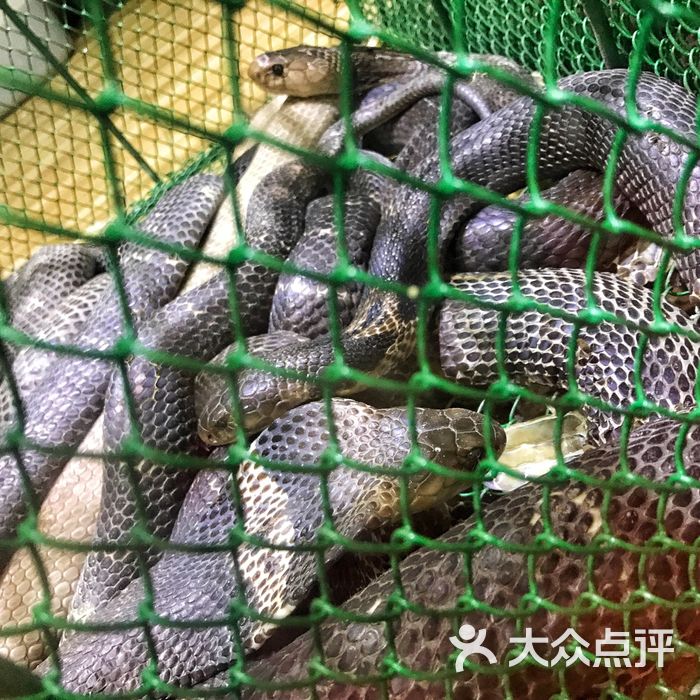 榕记·专注蛇宴