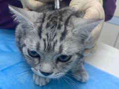 -中农国际动物医院24小时·猫科·骨科·急重症中心