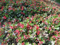 -松山湖梦幻百花洲