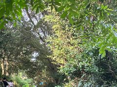 -中国茶叶博物馆(双峰馆区)