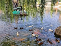 -团结湖公园