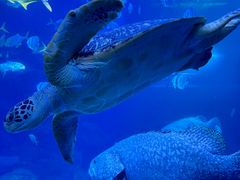 -太平洋海底世界