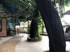 -柴犬高等学院·狗咖·柴犬售卖·宠物训练