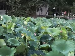 -莲湖公园