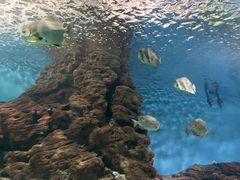 -上海海洋水族馆