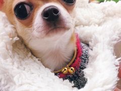 -爱侣宠医·鹦鹉专科·小型哺乳类·异宠专科(灵石路店)