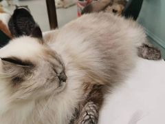 -安格丽娜·狗咖·猫咖羊驼咖(春熙路百盛商场店)