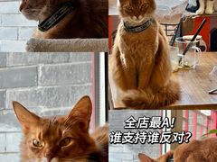 -猫小院猫主题餐厅(南锣旗舰店)