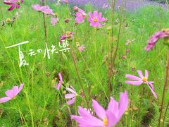 -西京湾花海