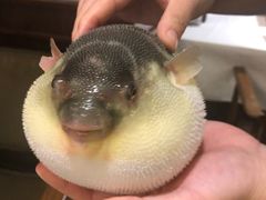 -肆月河豚·新淮扬(金融街店)