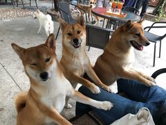 -柴犬高等学院·狗咖·柴犬售卖·宠物训练