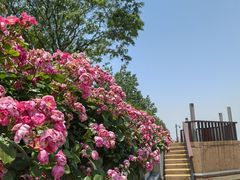 -上海滨江森林公园