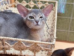 -帕帕拉兹宠物(亚洲旗舰店)